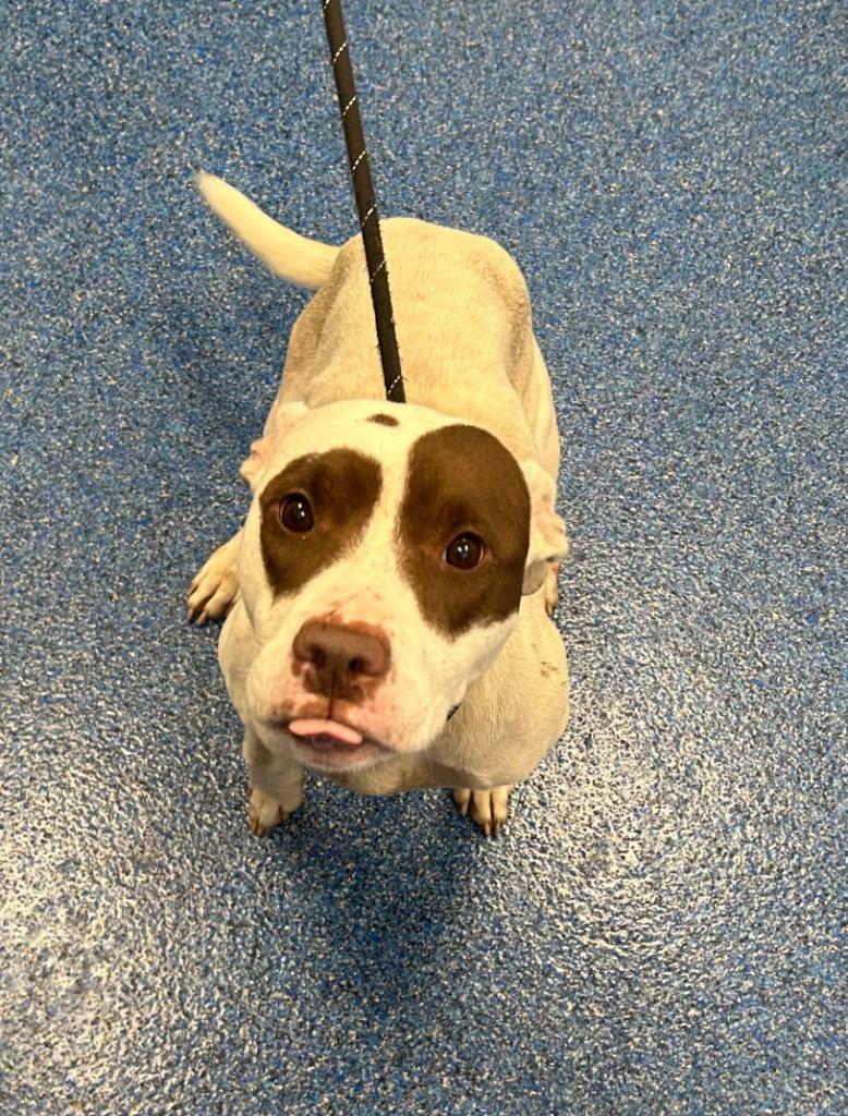 Enlarge 26-423 Amber, a Adoptable Pit Bull Terrier in Tarboro, NC image 2/2