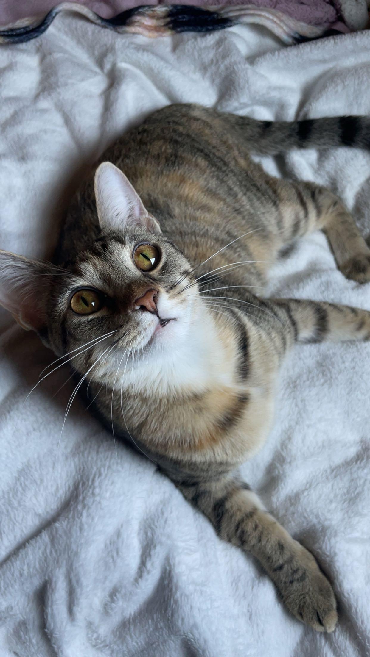 Evangeline, a Adoptable mixed breed in Mobile, AL image 1/4