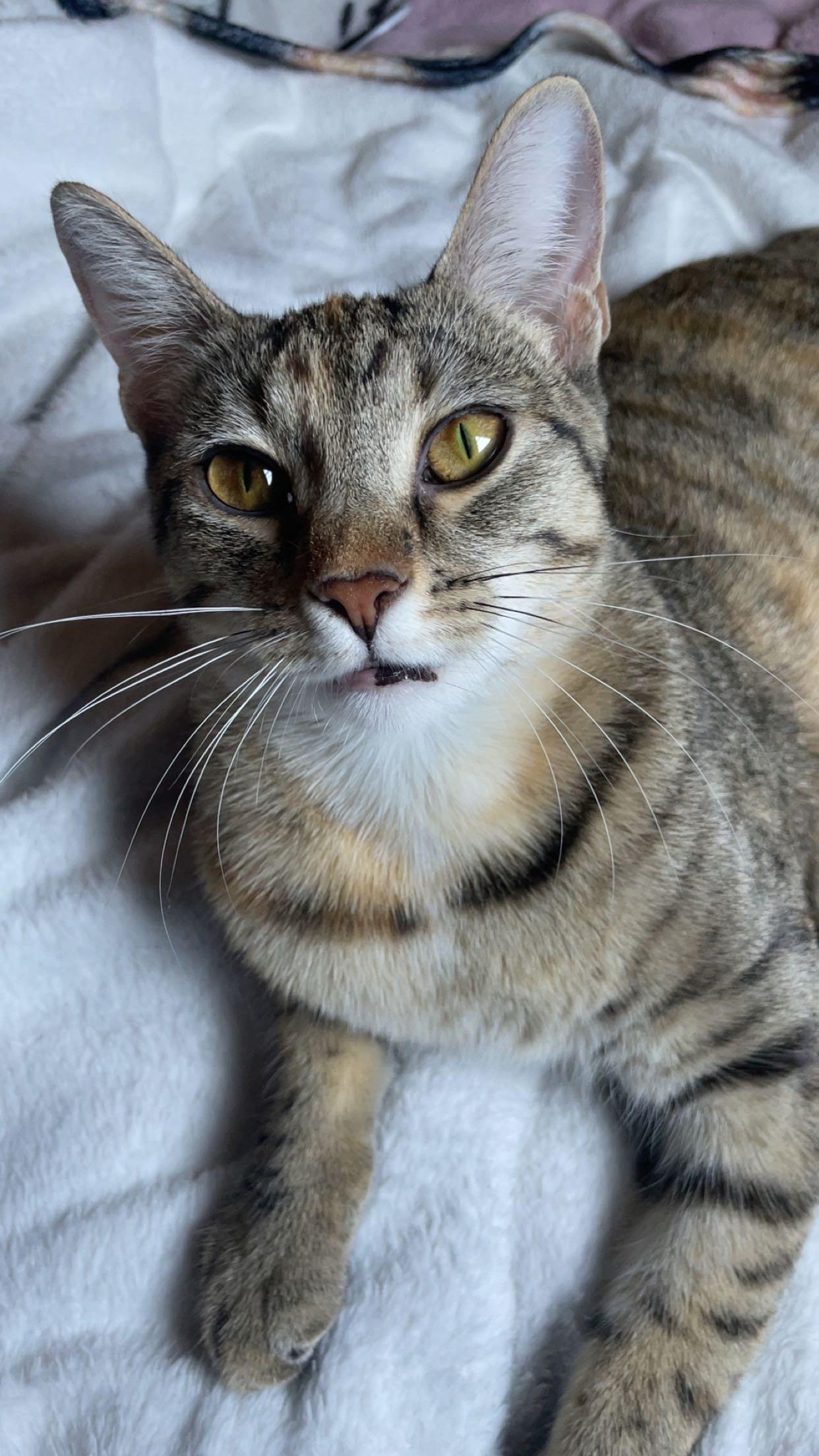 Evangeline, a Adoptable mixed breed in Mobile, AL image 2/4