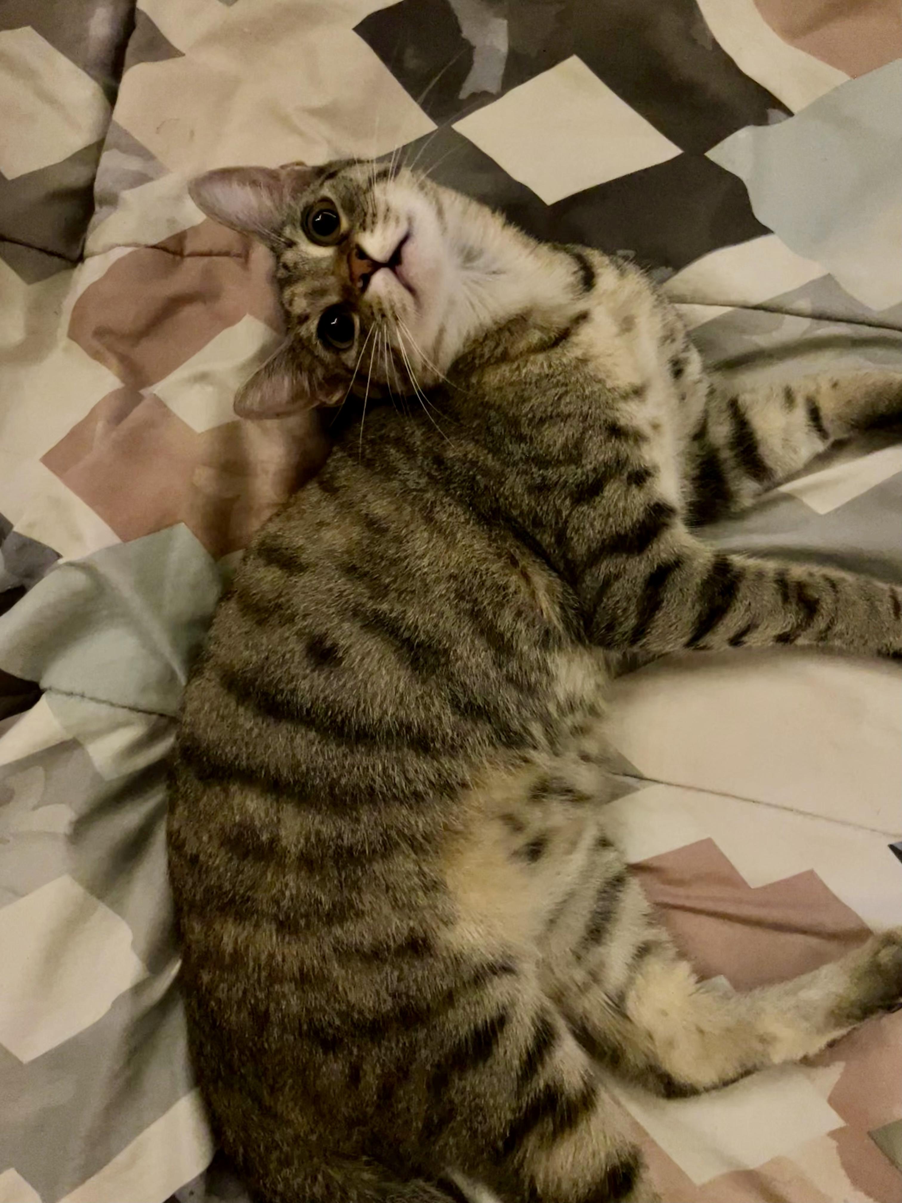 Evangeline, Adoptable, Kitten Female Torbie & Tabby.