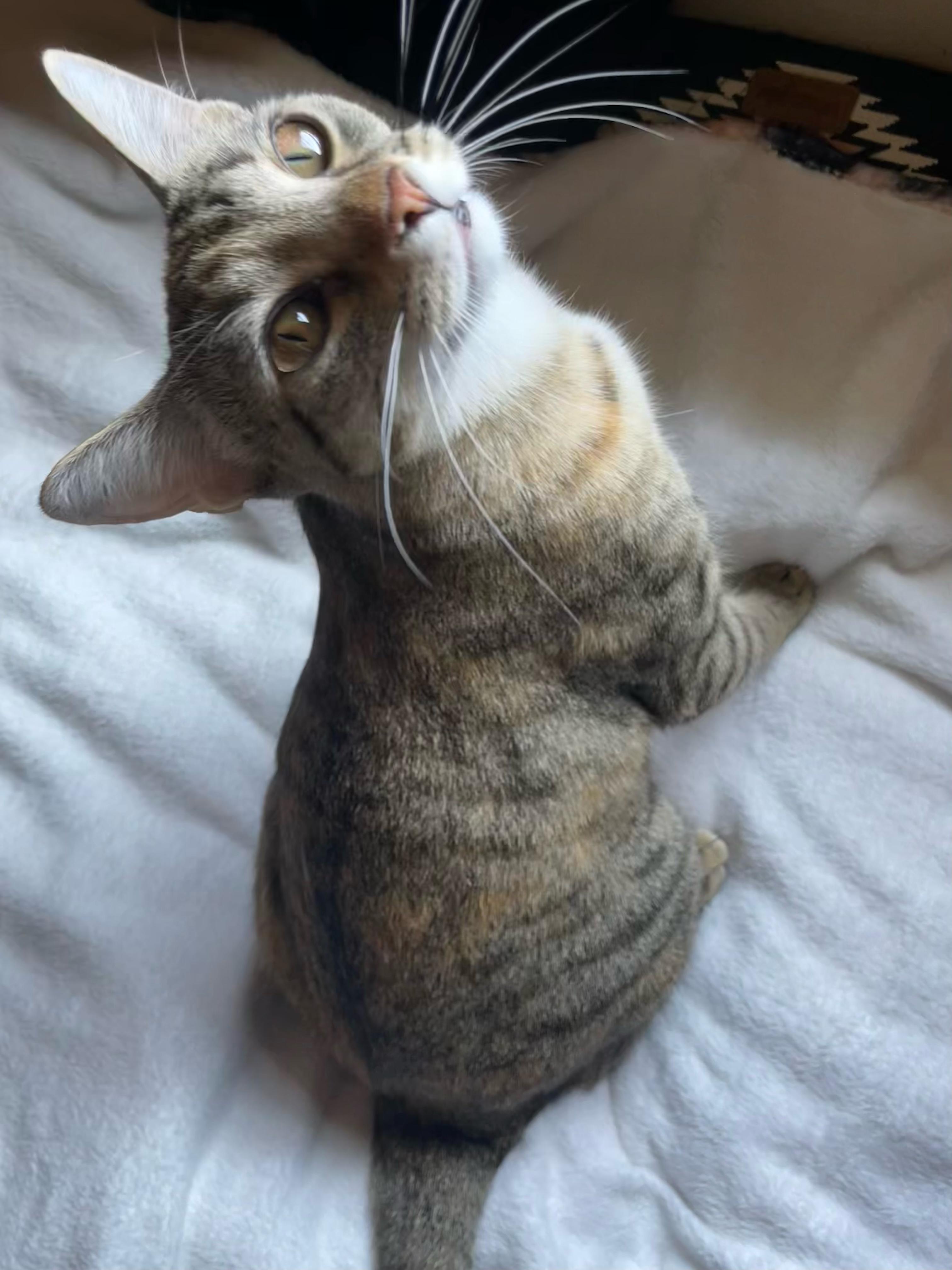 Evangeline, a Adoptable mixed breed in Mobile, AL image 3/4