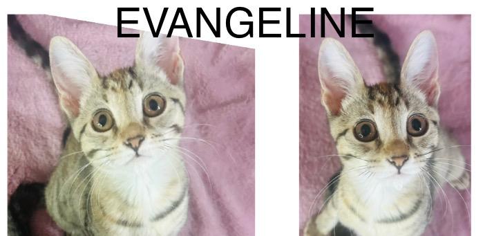 Enlarge Evangeline, a Adoptable mixed breed in Mobile, AL image 3/4