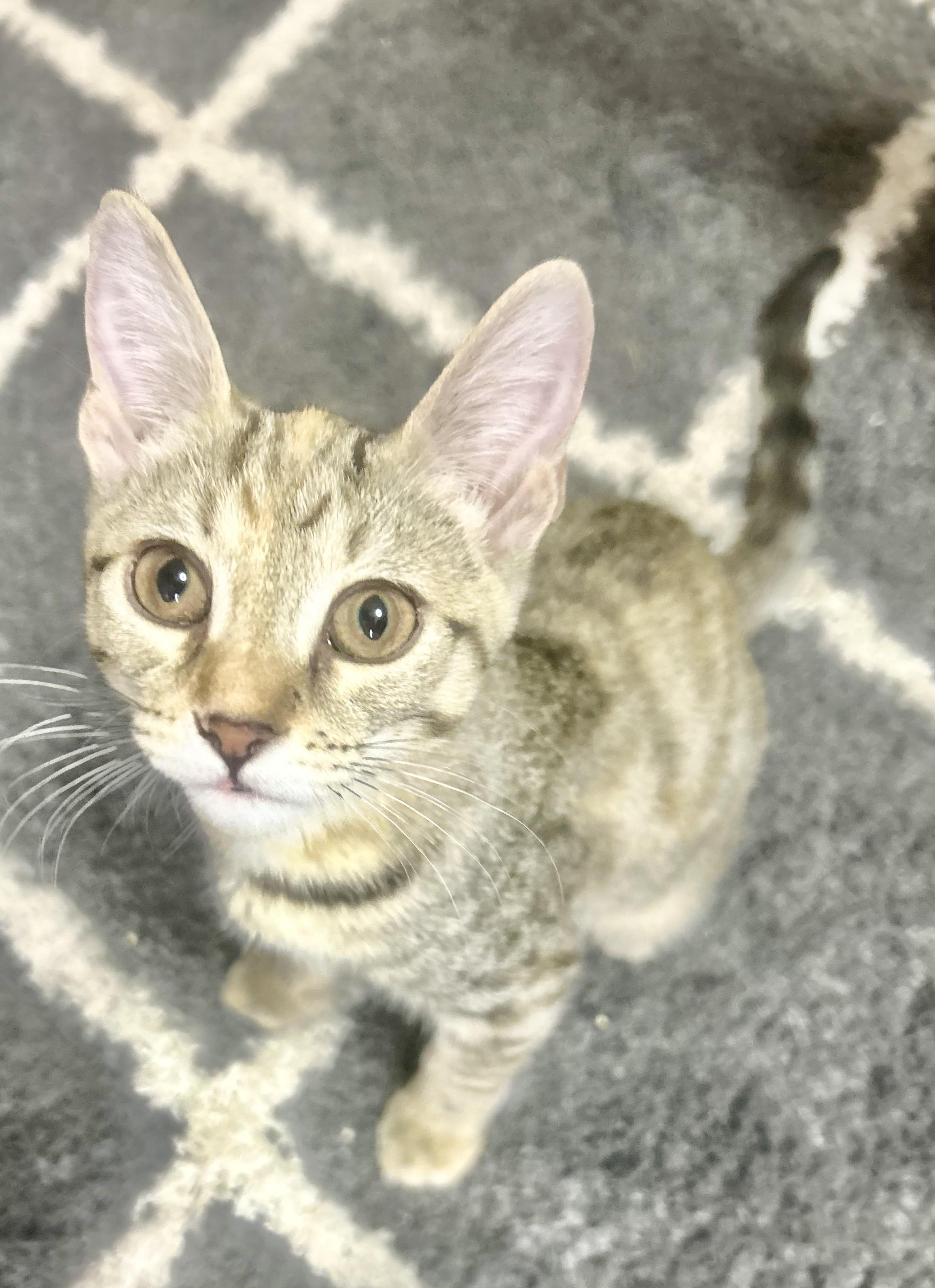 Enlarge Evangeline, a Adoptable mixed breed in Mobile, AL image 2/4