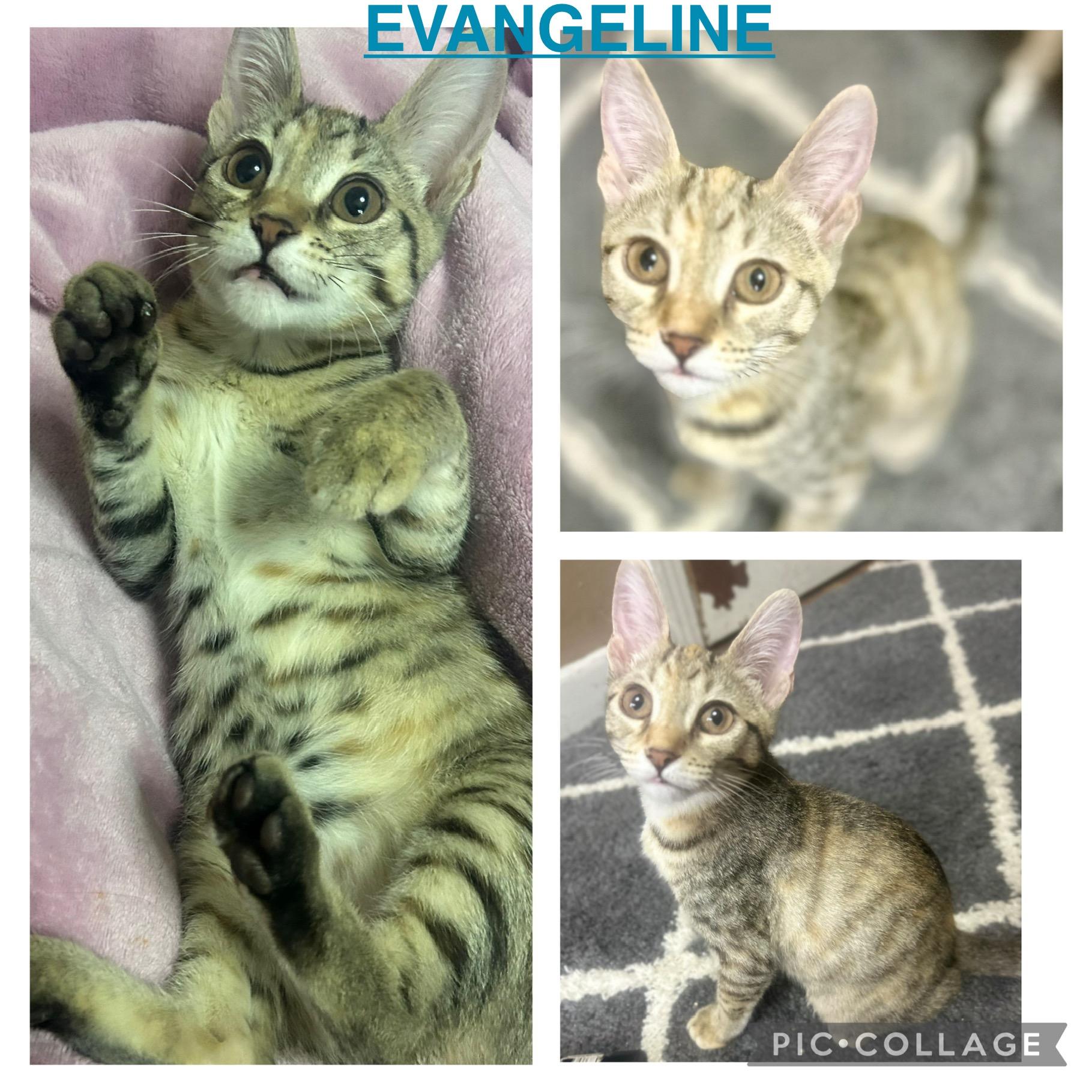 Evangeline photo 3