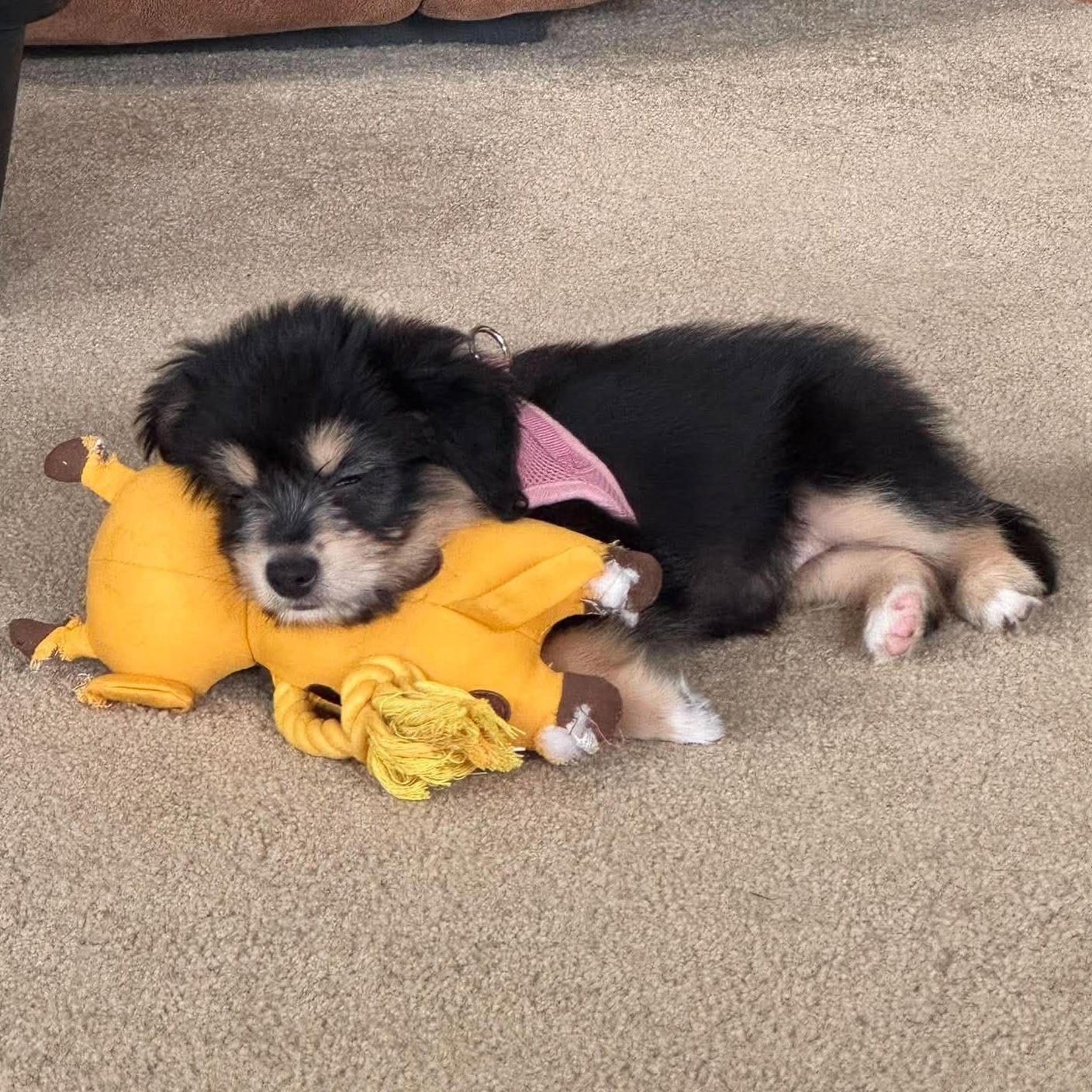 Enlarge Mayzie, a Adopted mixed breed in Rochester, NY image 4/4