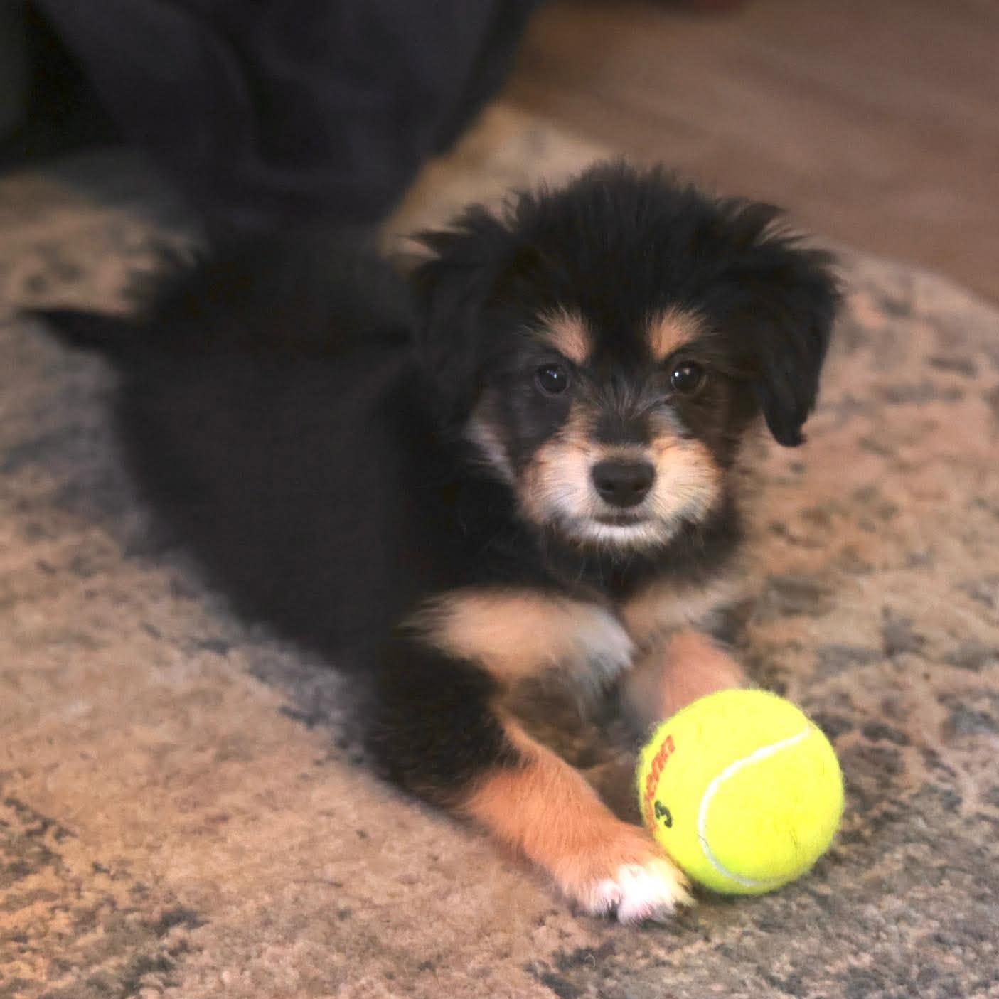 Enlarge Mayzie, a Adopted mixed breed in Rochester, NY image 3/4