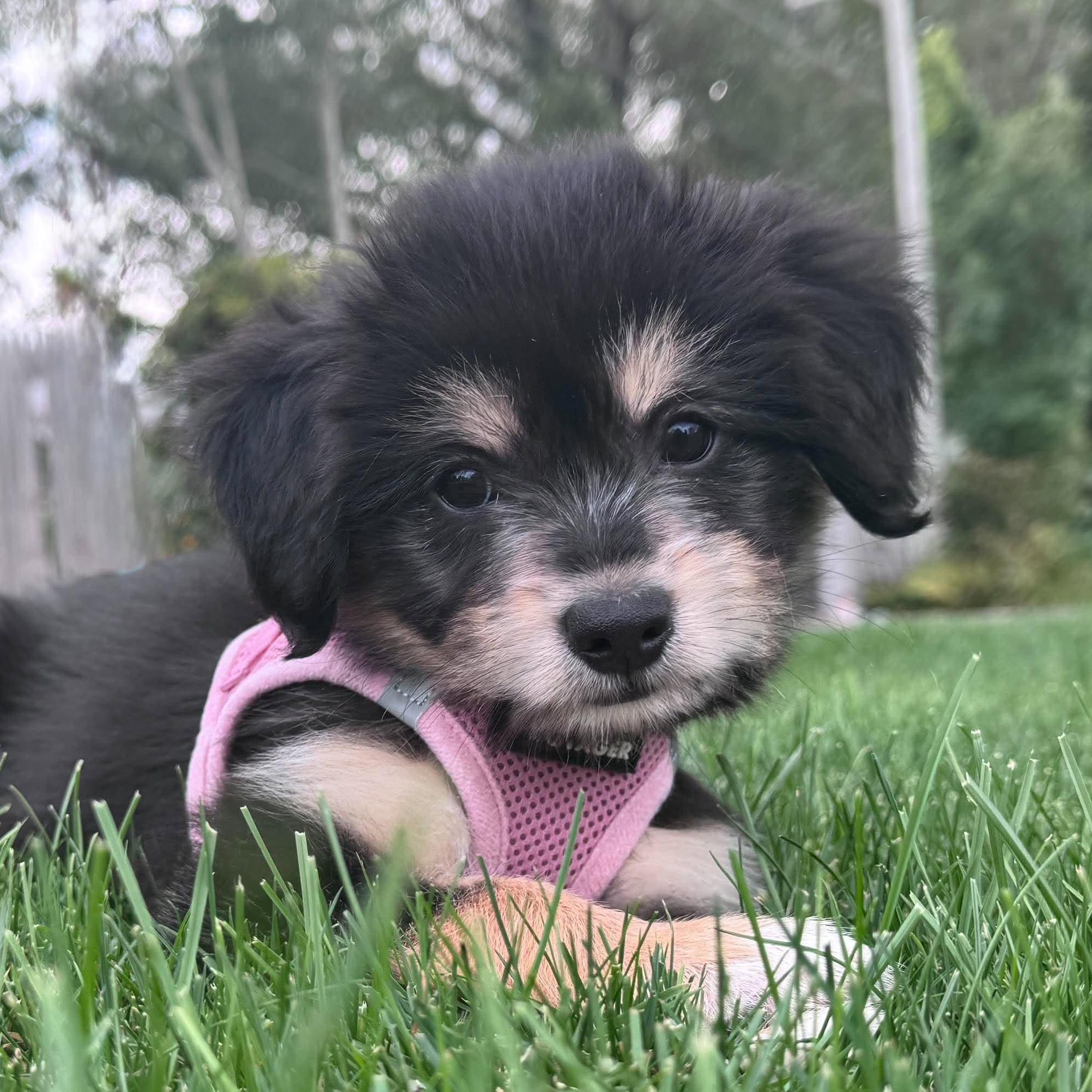 Mayzie, Adopted, Puppy Female Australian Shepherd & Terrier.