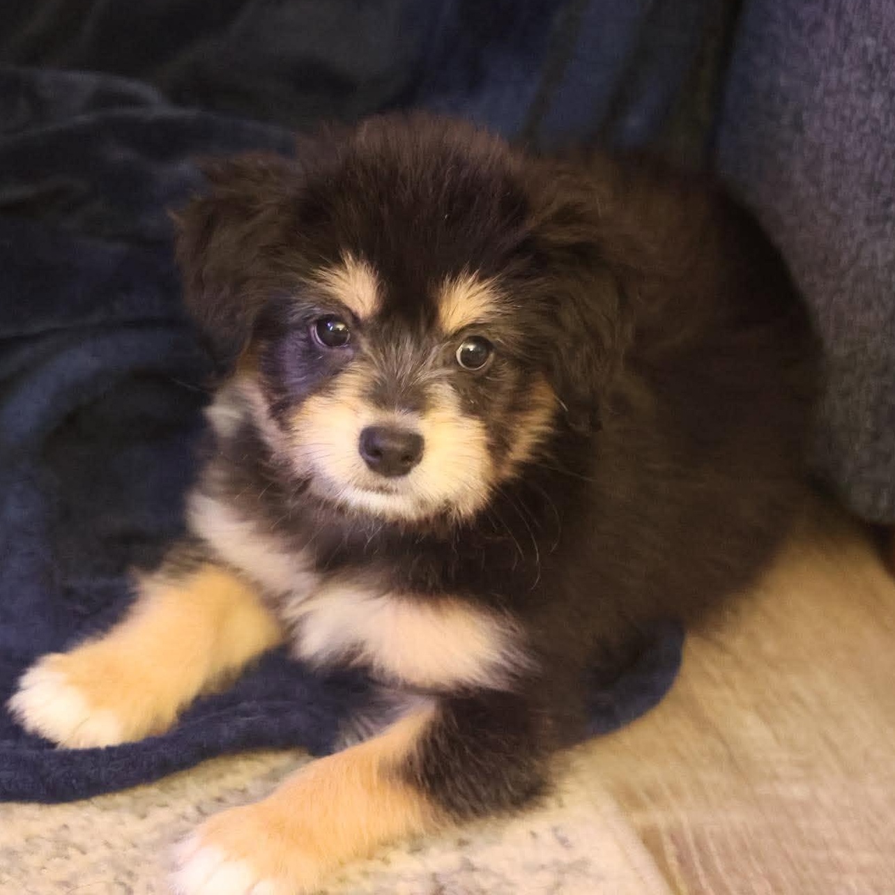 Enlarge Mayzie, a Adopted mixed breed in Rochester, NY image 2/4