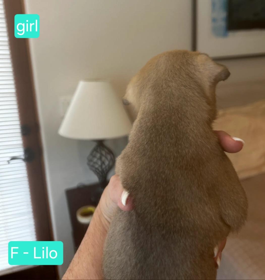 Enlarge Lilo, an adoptable mixed breed in Tacoma, WA image 2/2