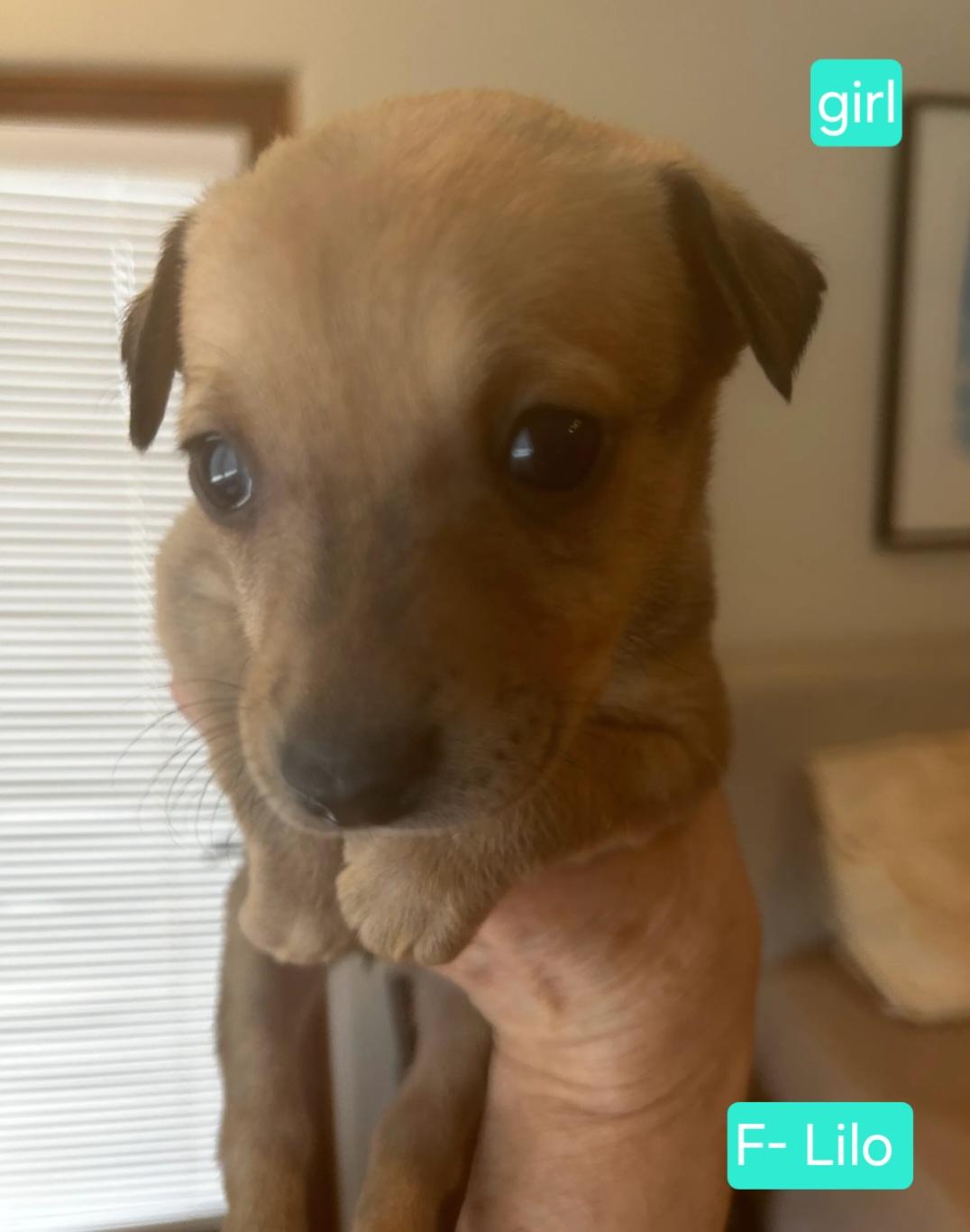Lilo, adoptable, Puppy Female Chihuahua.