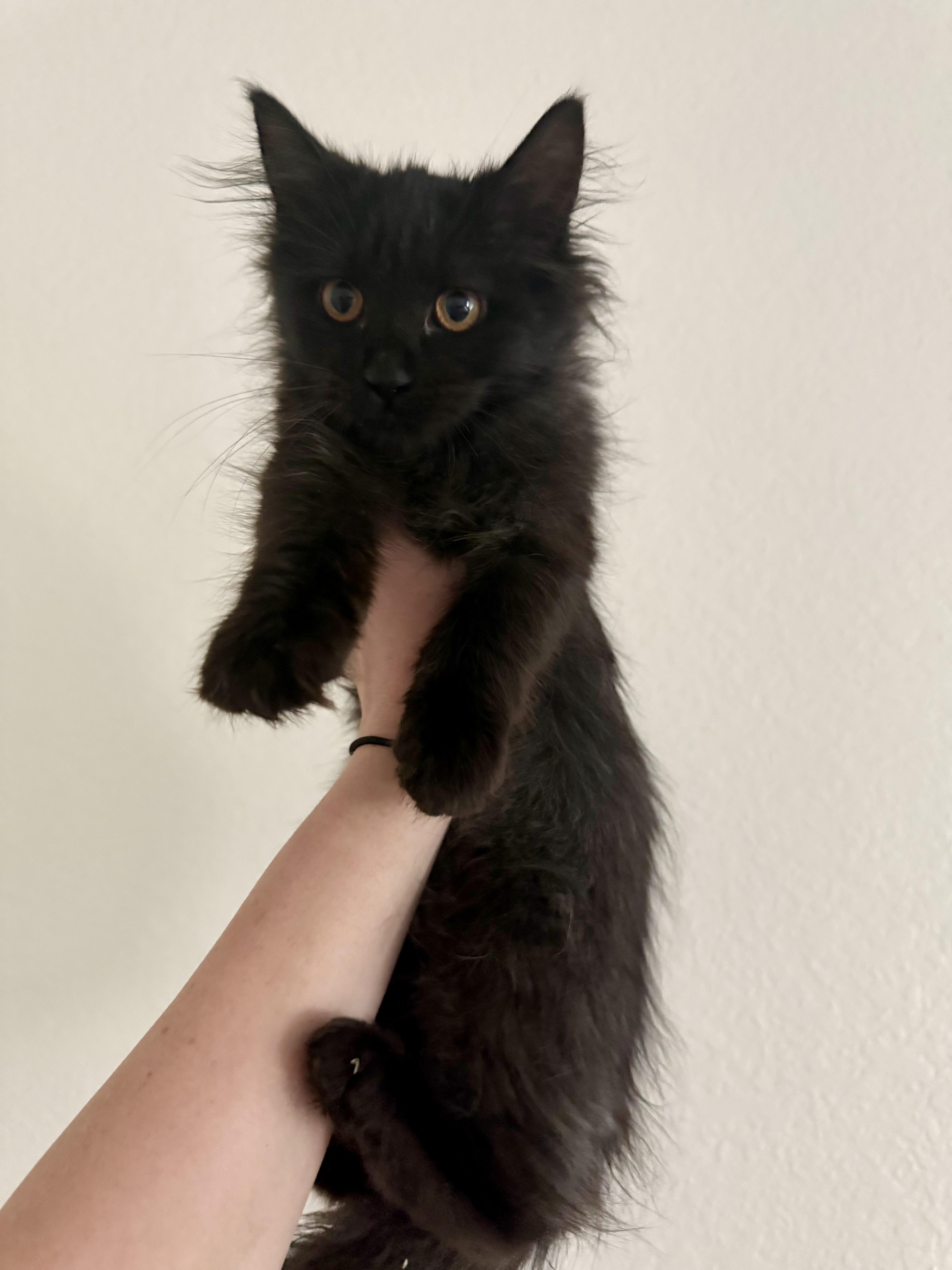 Enlarge Nello, a Adopted Domestic Long Hair in Mesa, AZ image 1/1