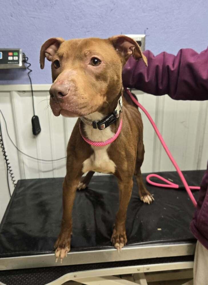 Enlarge Ciara, a Adoptable mixed breed in Waverly, OH image 1/1