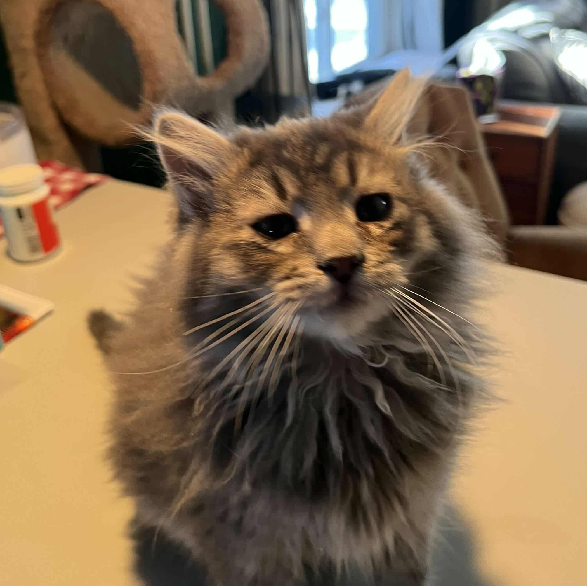 Enlarge Lynx, an adopted Domestic Long Hair in Minneapolis, MN image 3/4