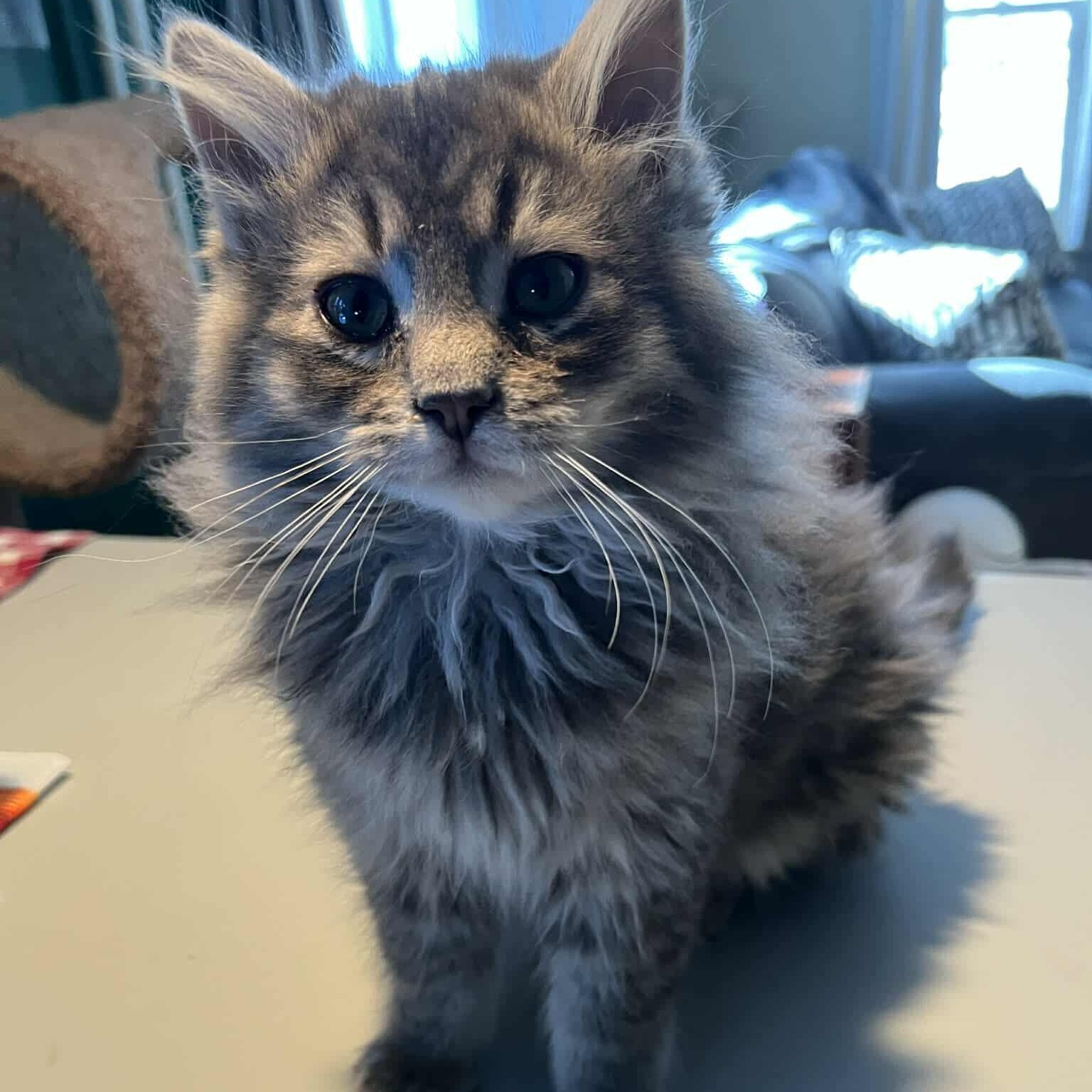 Lynx, adopted, Kitten Male Domestic Long Hair.