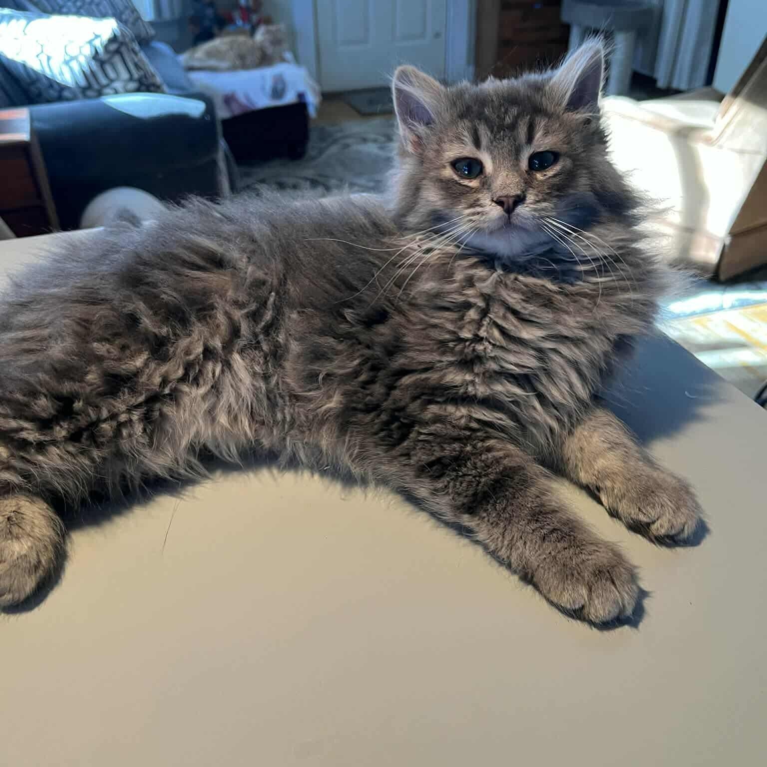 Enlarge Lynx, an adopted Domestic Long Hair in Minneapolis, MN image 2/4