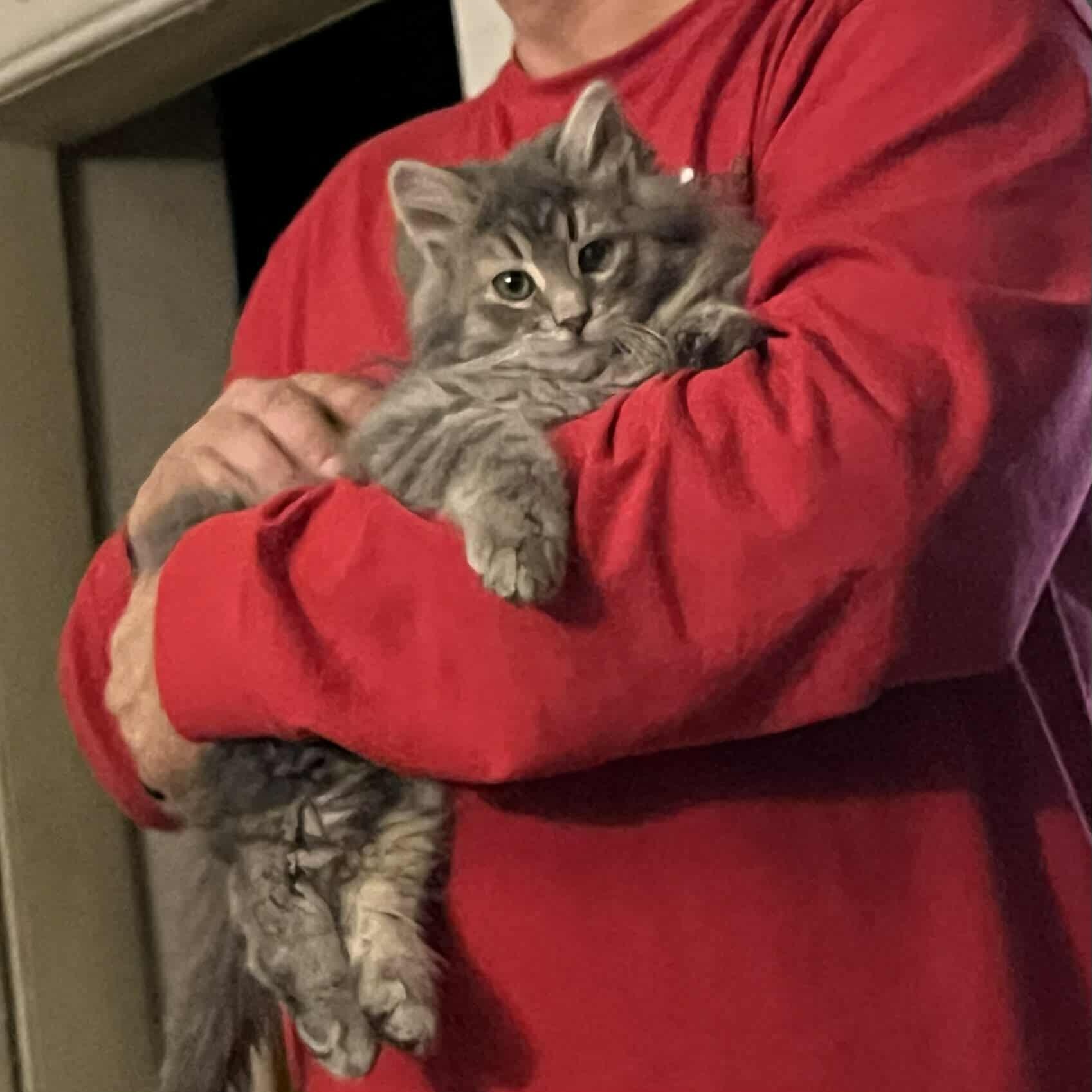 Enlarge Lynx, an adopted Domestic Long Hair in Minneapolis, MN image 4/4