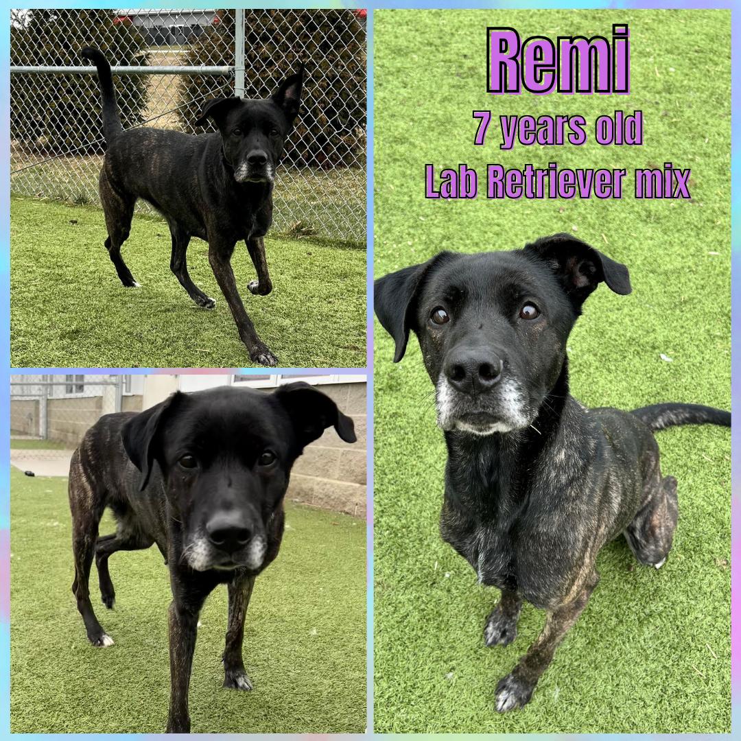 Enlarge Remi, an adopted mixed breed in Franklin, IN image 1/1
