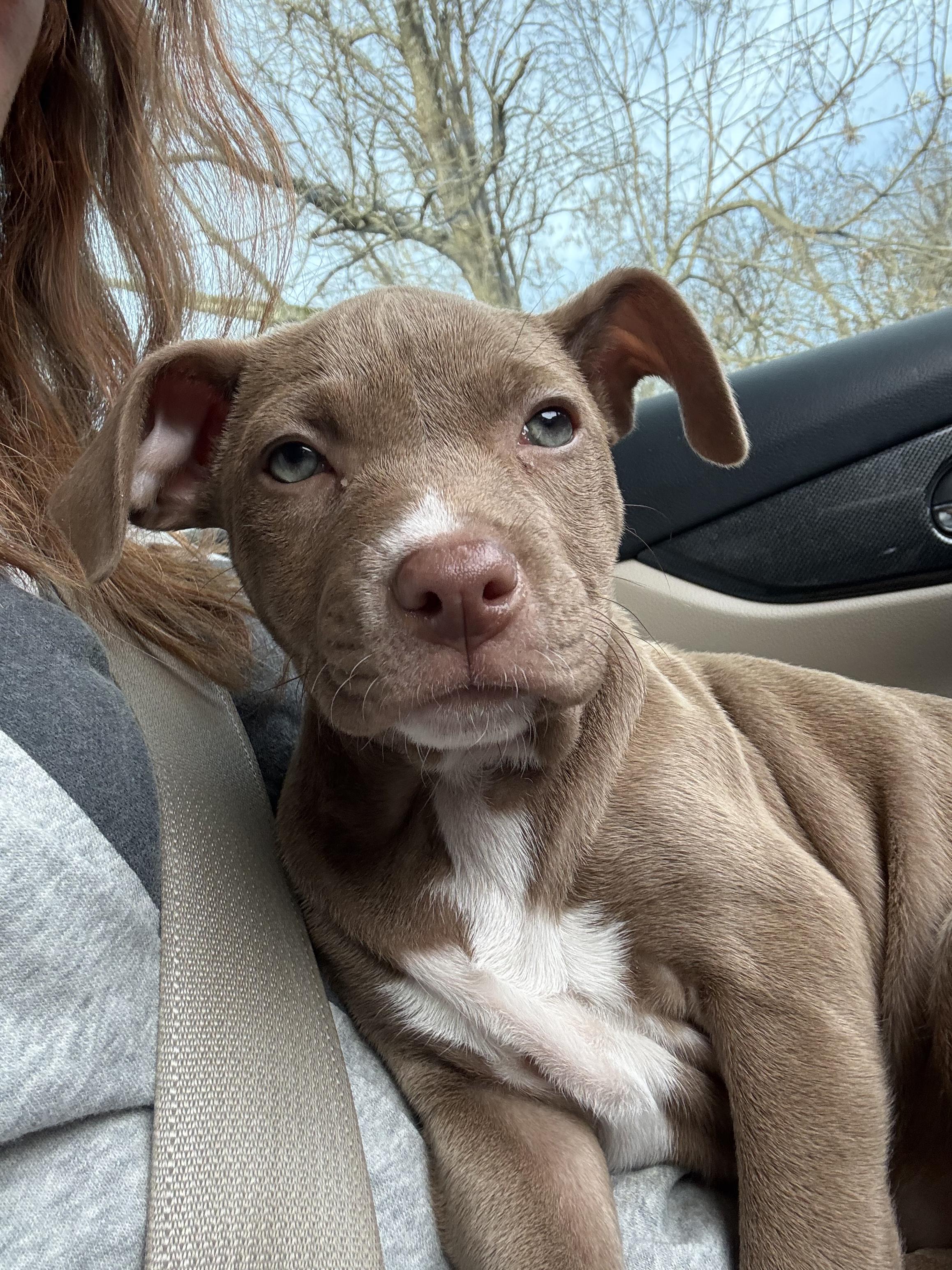 Enlarge Olive, a Adopted Pit Bull Terrier in Knoxville, TN image 1/3