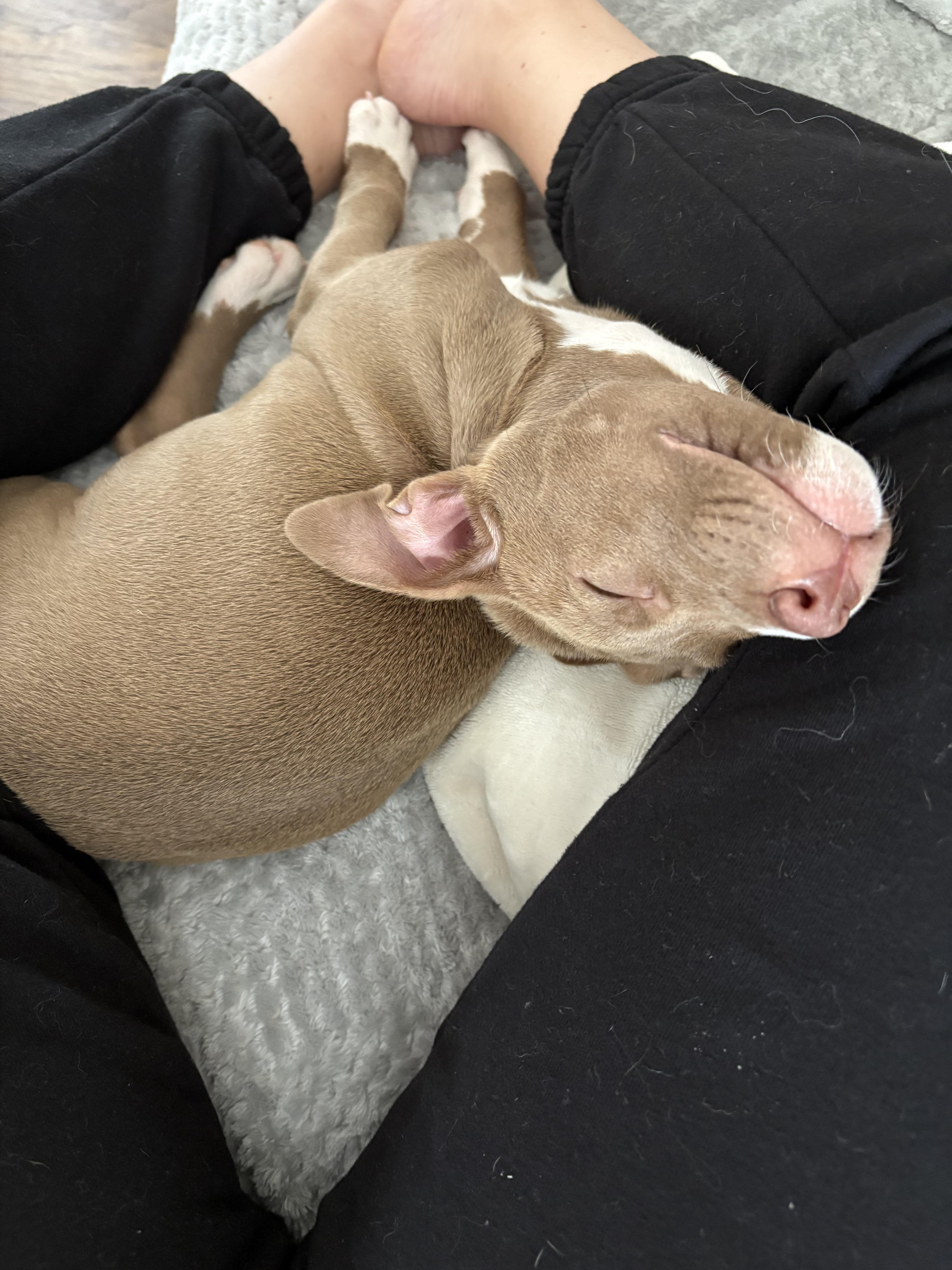 Enlarge Olive, a Adopted Pit Bull Terrier in Knoxville, TN image 2/3