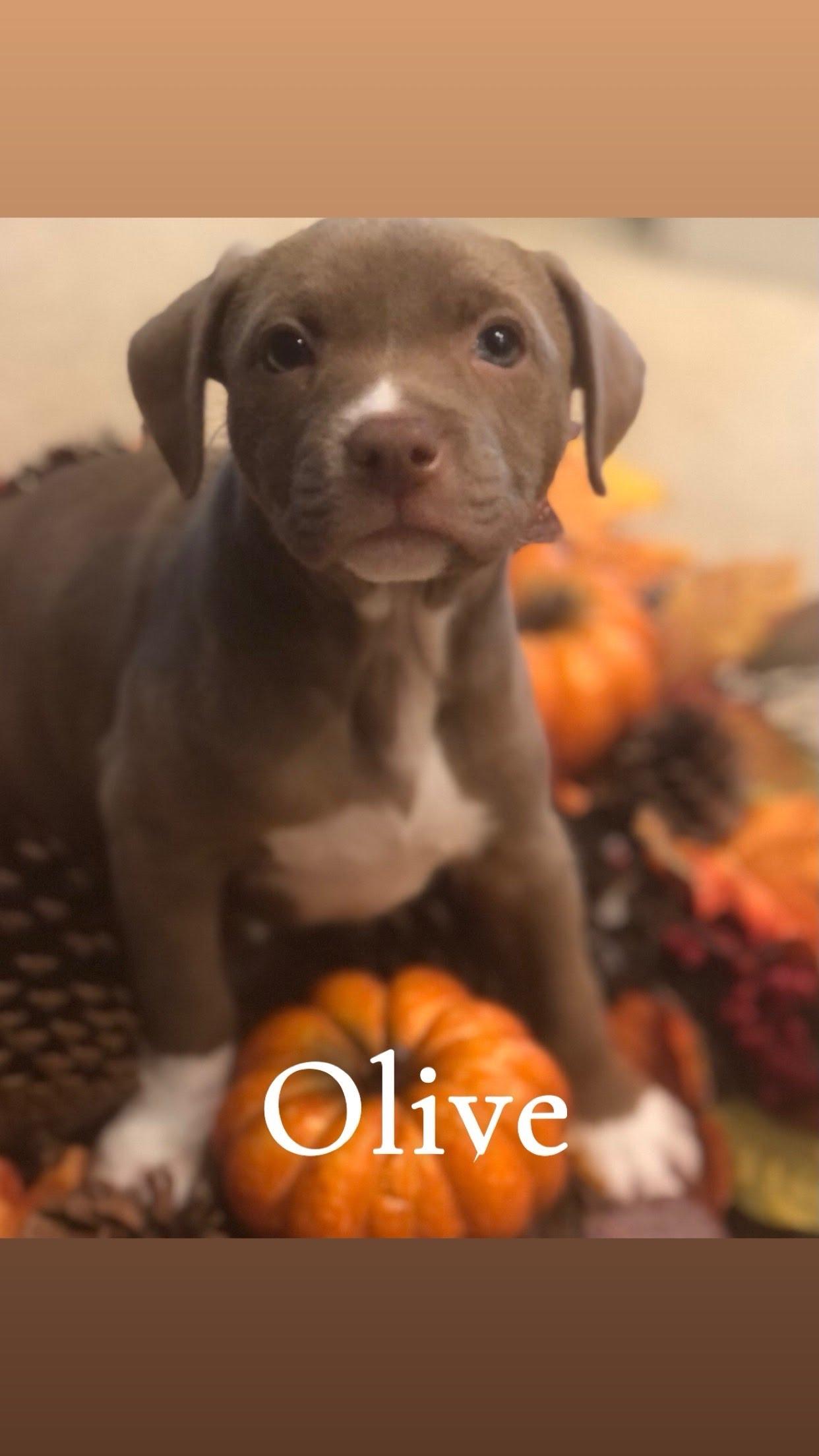 Enlarge Olive, a Adopted Pit Bull Terrier in Knoxville, TN image 3/3