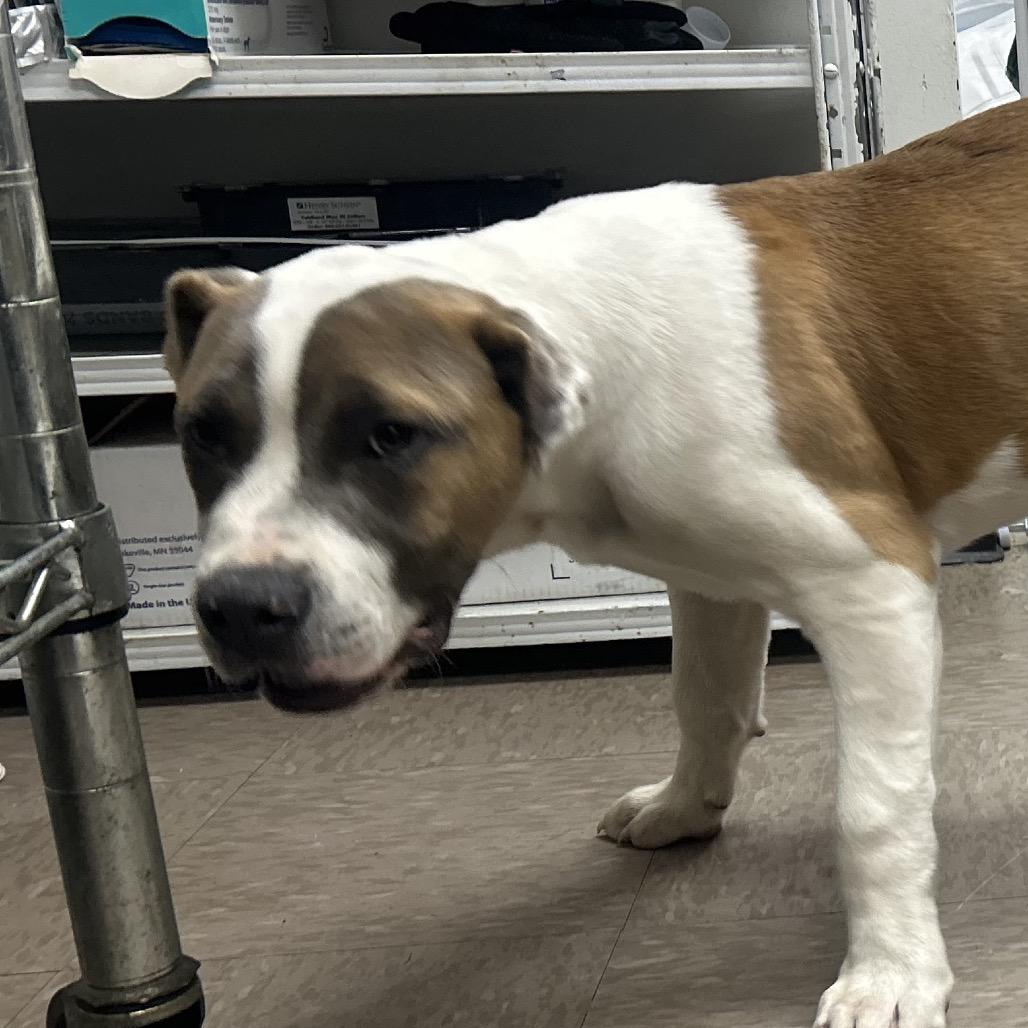 Stewie, Adoptable, Puppy Male Pit Bull Terrier.