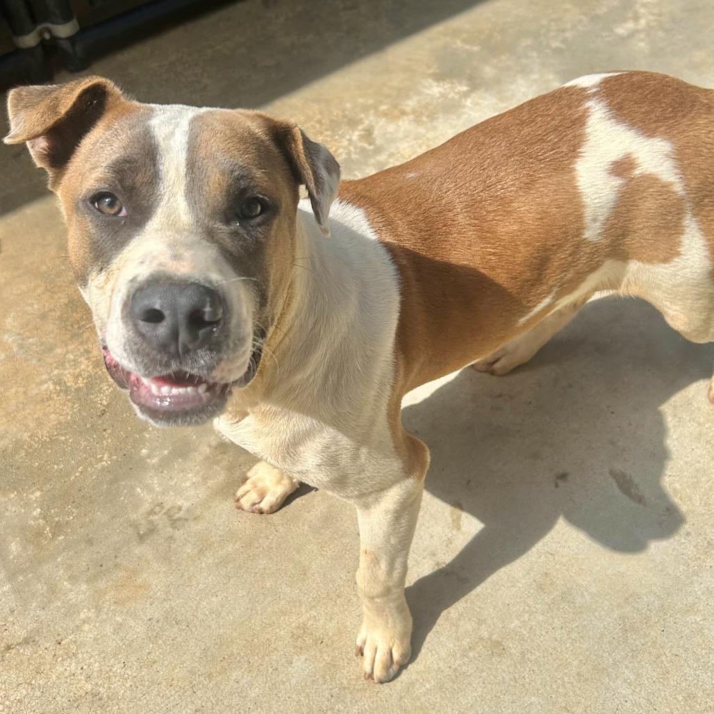 Enlarge Stewie, a Adoptable Pit Bull Terrier in Birmingham, AL image 2/2