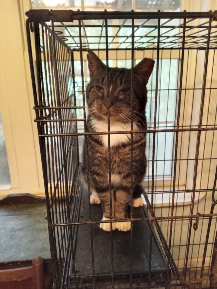 Daniel, a Adoptable mixed breed in Cookeville, TN image 1/3