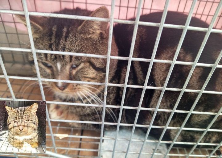 Daniel, Adoptable, Adult Male Domestic Short Hair & Tabby.