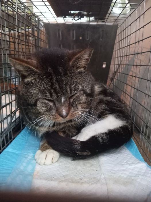 Daniel, a Adoptable mixed breed in Cookeville, TN image 3/3