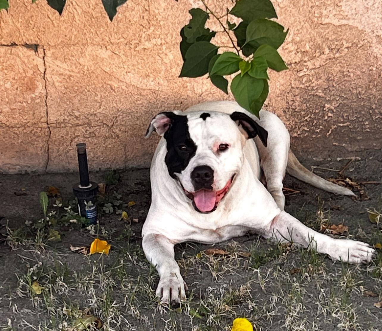 Ethel, Adoptable, Young Female Boxer & Pit Bull Terrier.