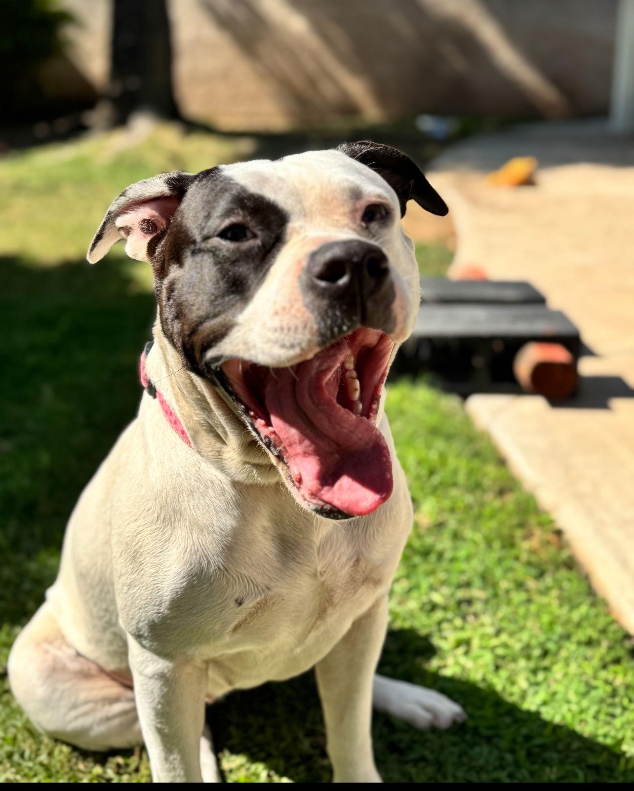 Ethel, Adoptable, Young Female Boxer & Pit Bull Terrier.