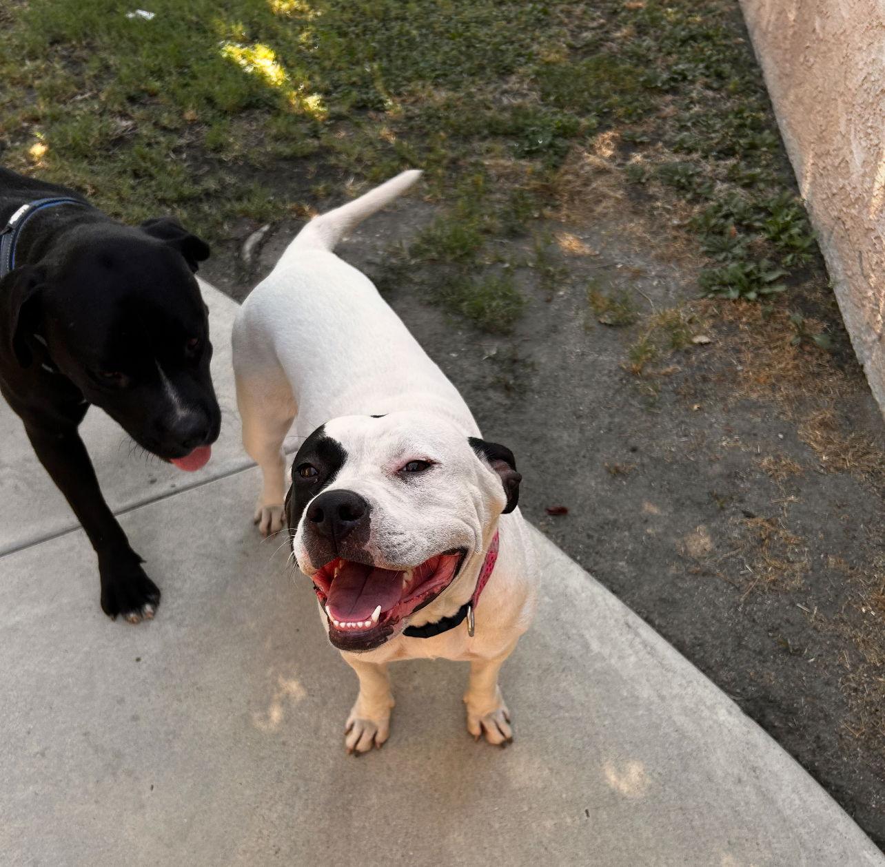 Enlarge Ethel, a Adoptable mixed breed in San Bernardino, CA image 3/3
