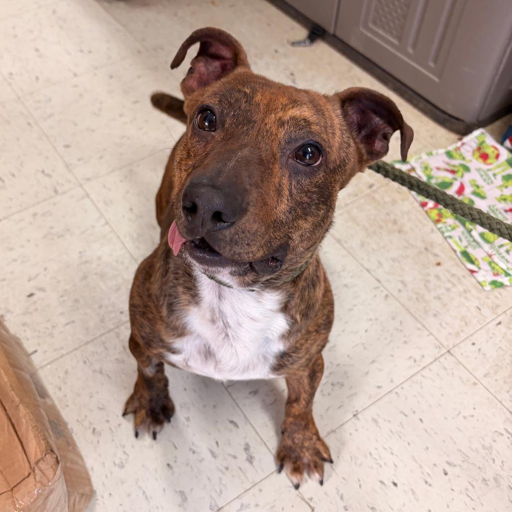 Enlarge Rocket, a Adoptable mixed breed in Franklin, NC image 1/6