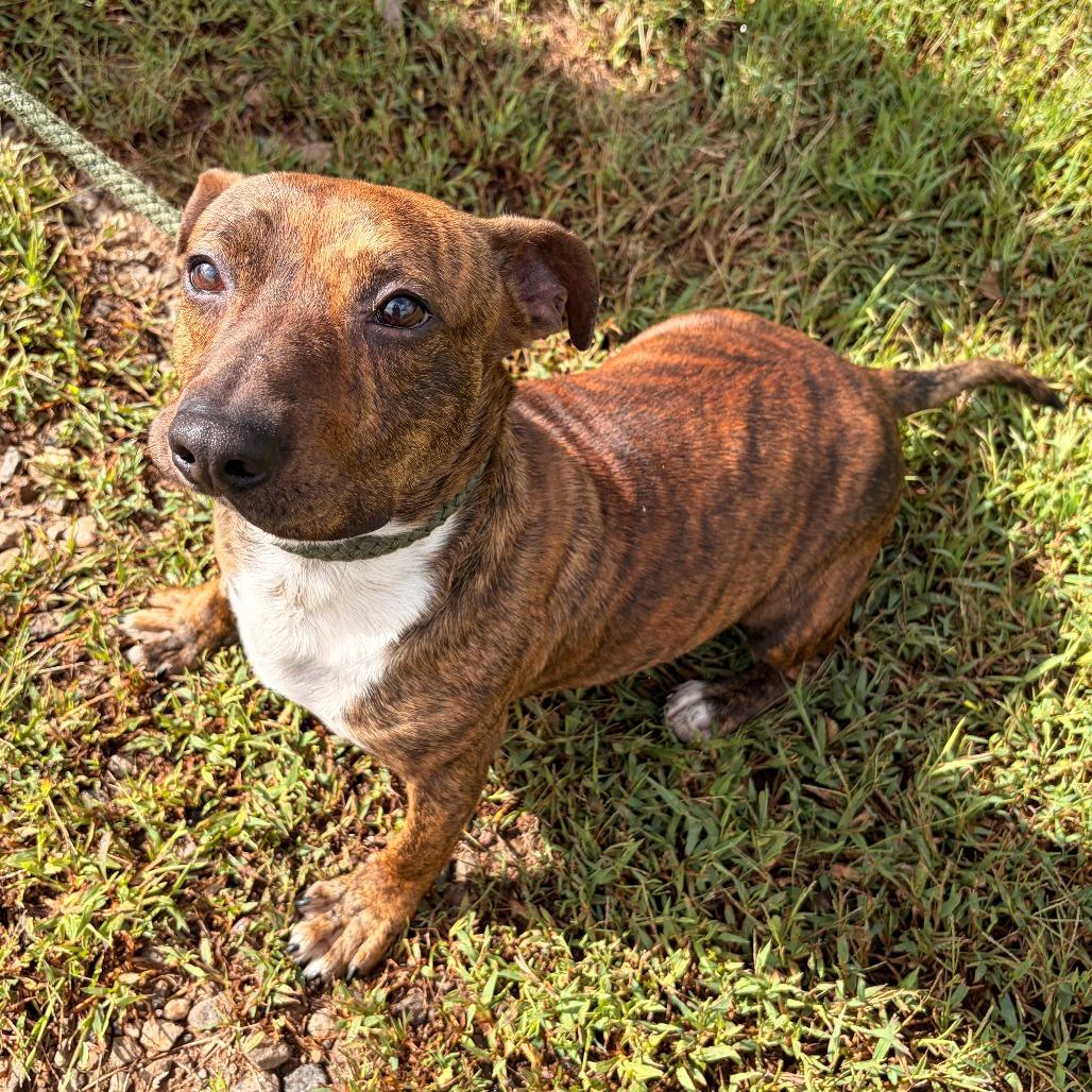 Enlarge Rocket, a Adoptable mixed breed in Franklin, NC image 2/6
