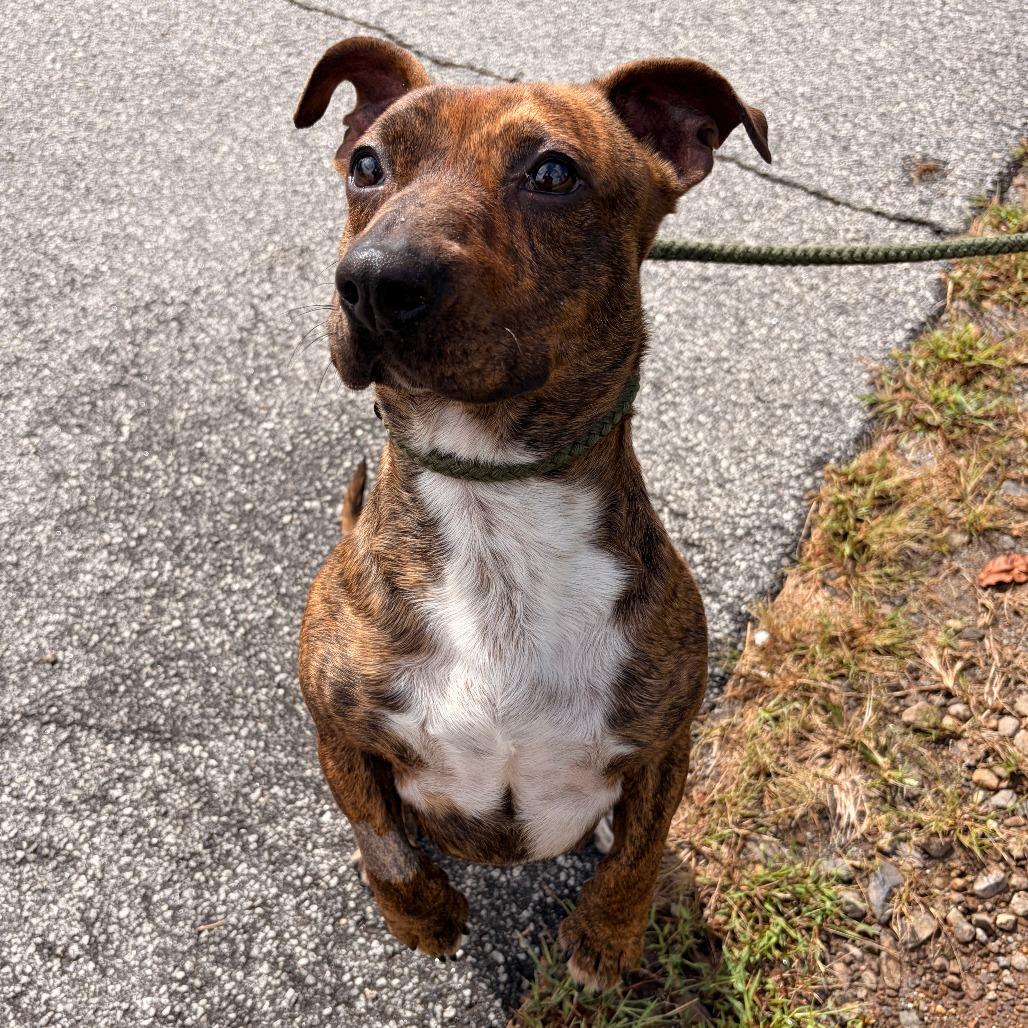 Enlarge Rocket, a Adoptable mixed breed in Franklin, NC image 3/6