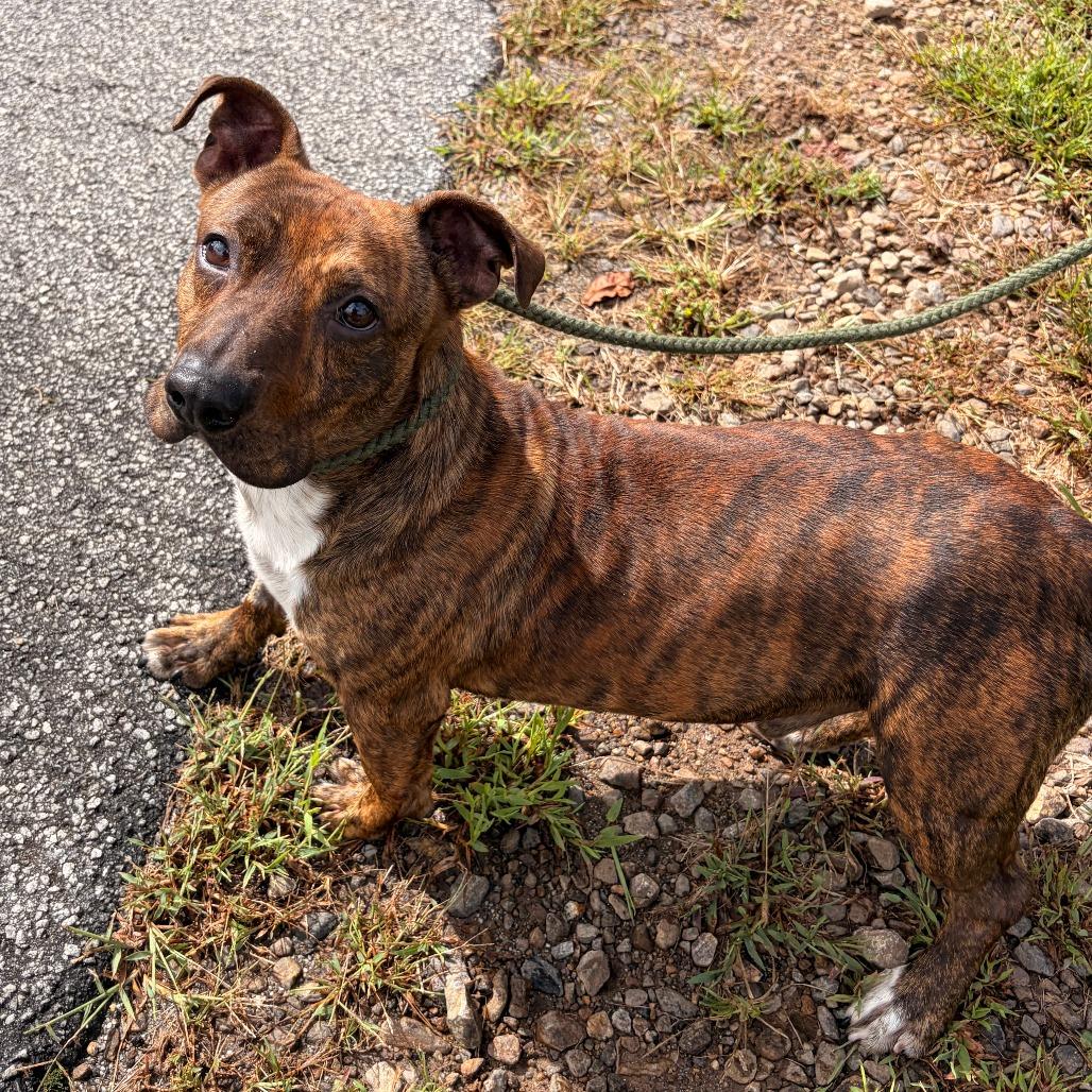 Enlarge Rocket, a Adoptable mixed breed in Franklin, NC image 4/6