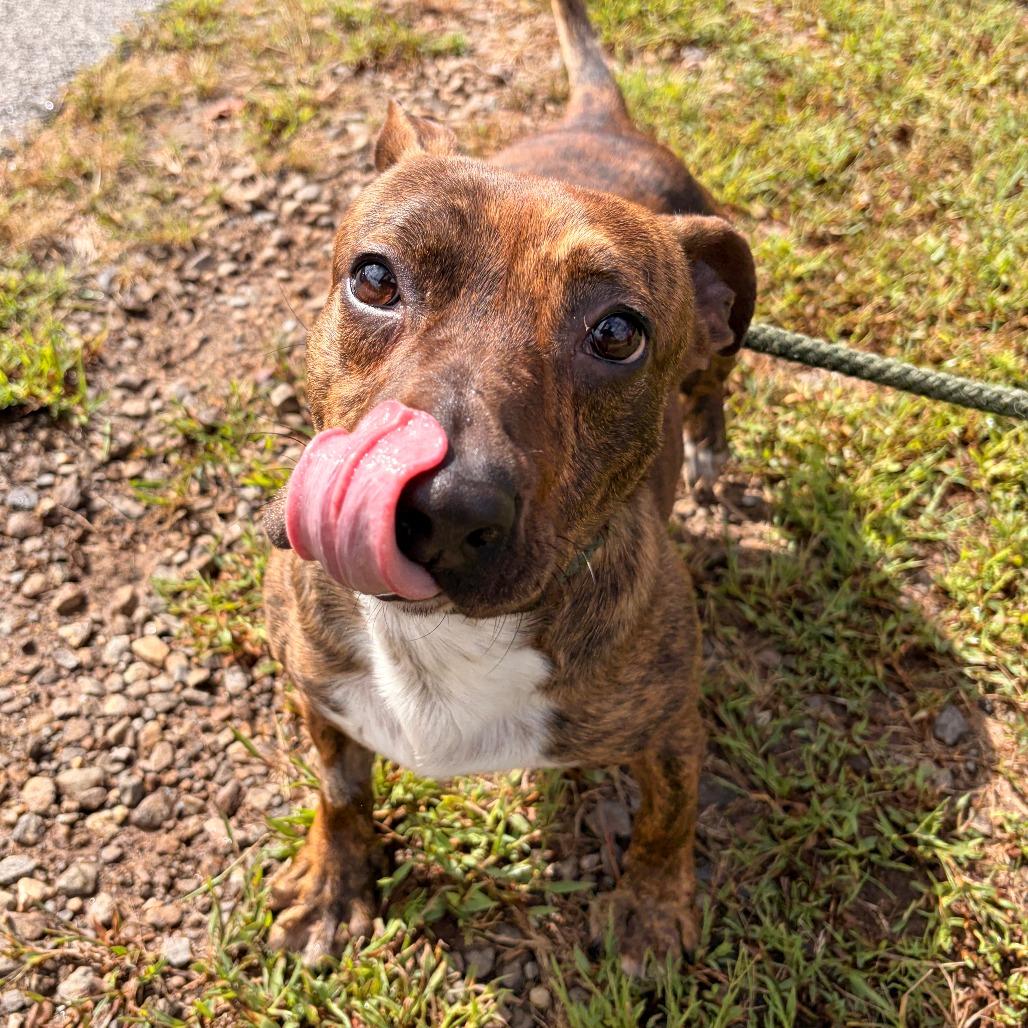 Enlarge Rocket, a Adoptable mixed breed in Franklin, NC image 5/6
