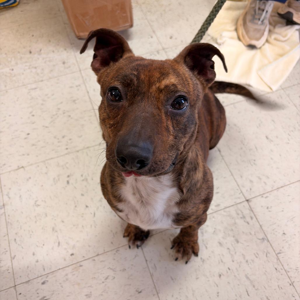 Enlarge Rocket, a Adoptable mixed breed in Franklin, NC image 6/6