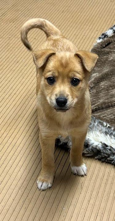 Enlarge PEANUT (ohiosdrescue@gmail.com), an adopted mixed breed in Elyria, OH image 3/5