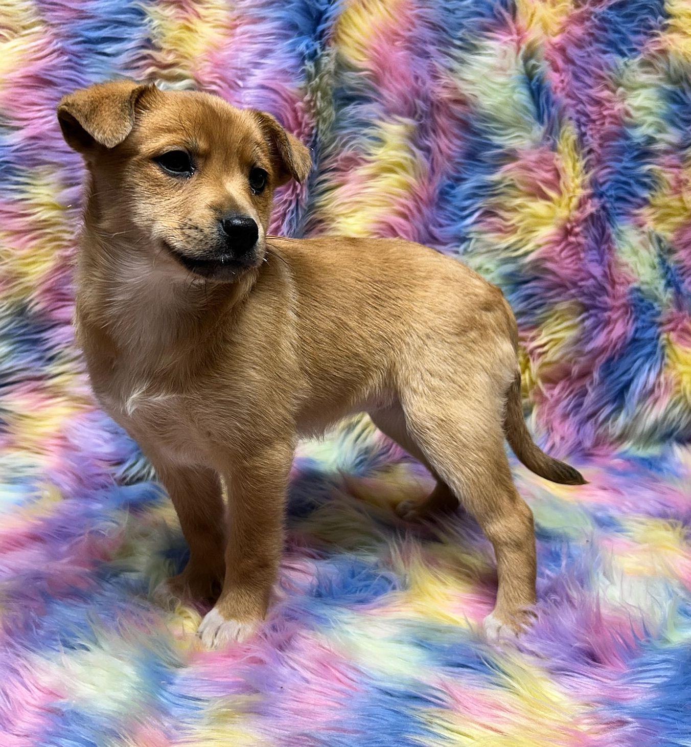 Enlarge PEANUT (ohiosdrescue@gmail.com), an adopted mixed breed in Elyria, OH image 5/5