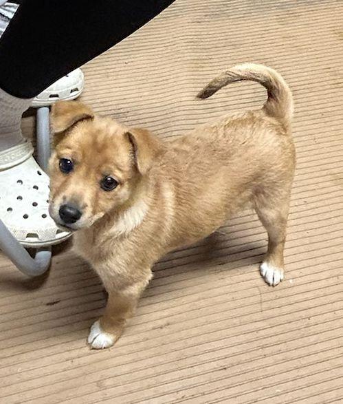 Enlarge PEANUT (ohiosdrescue@gmail.com), an adopted mixed breed in Elyria, OH image 4/5