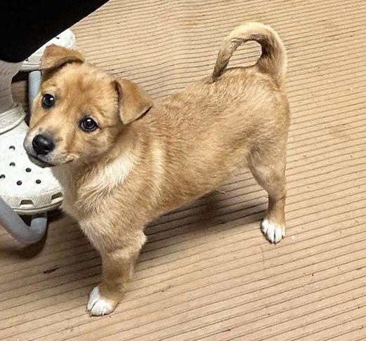 Enlarge PEANUT (ohiosdrescue@gmail.com), an adopted mixed breed in Elyria, OH image 2/5