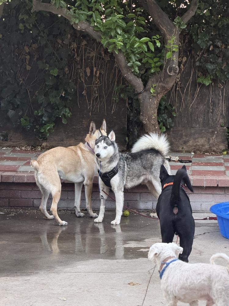 Enlarge Angel, a Adoptable Siberian Husky in Pasadena, CA image 2/4