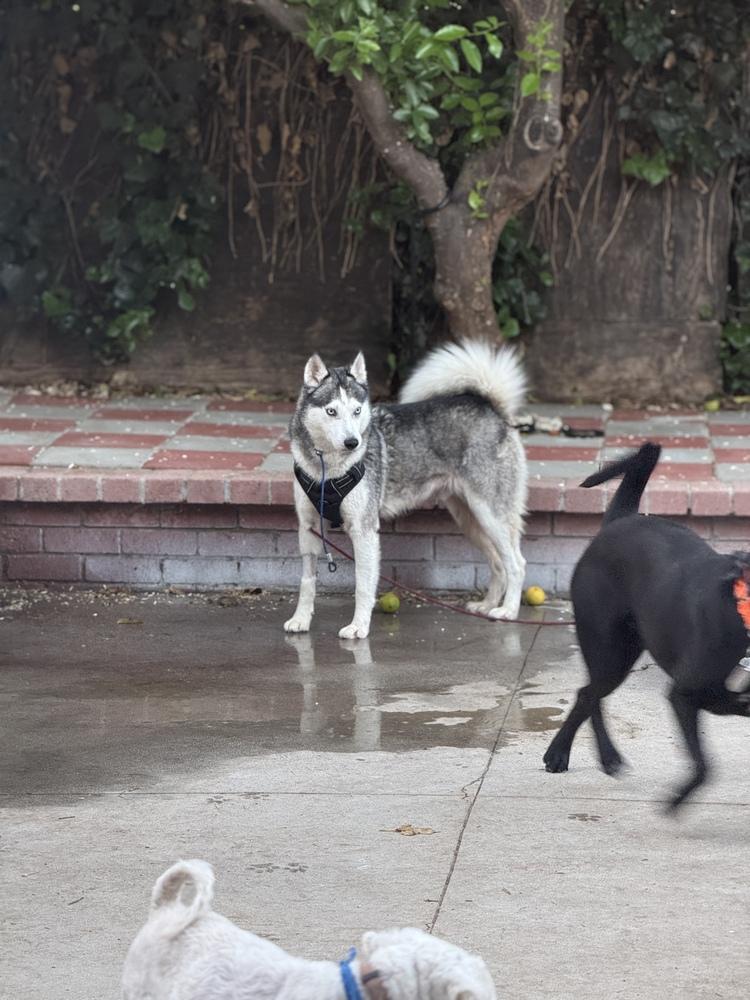 Enlarge Angel, a Adoptable Siberian Husky in Pasadena, CA image 3/4