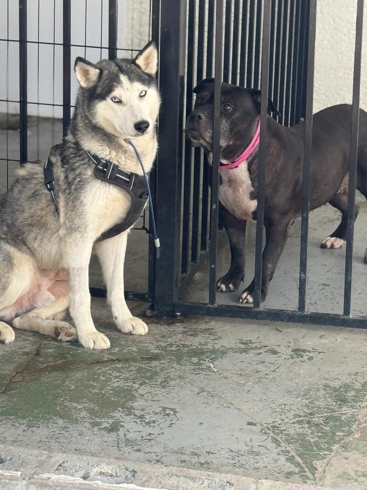 Enlarge Angel, a Adoptable Siberian Husky in Pasadena, CA image 4/4