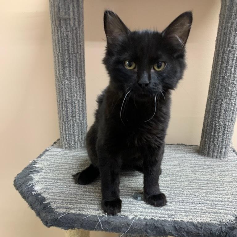 Enlarge Hopper, a Adoptable Domestic Medium Hair in wetaskiwin, AB image 1/1