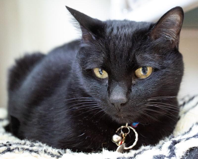 Enlarge Onyx, a Adoptable Domestic Short Hair in Arlington, WA image 1/5