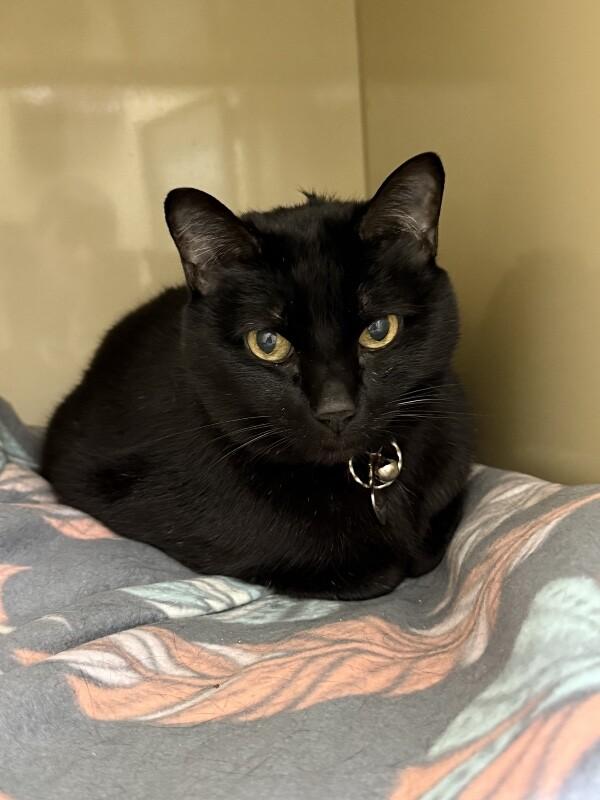 Enlarge Onyx, a Adoptable Domestic Short Hair in Arlington, WA image 2/5