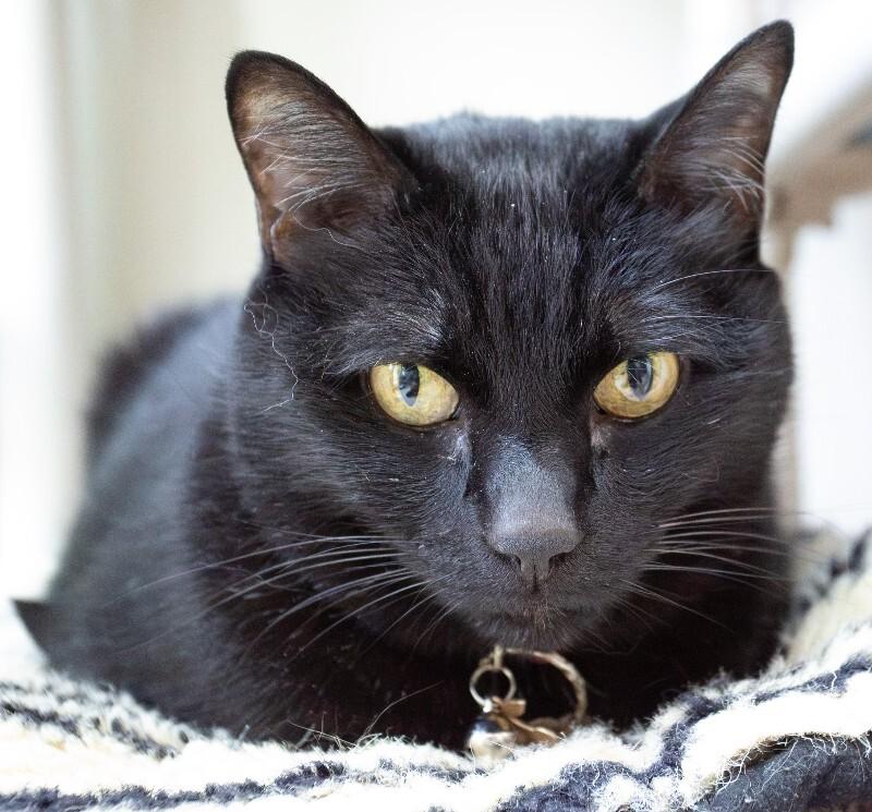 Enlarge Onyx, a Adoptable Domestic Short Hair in Arlington, WA image 3/5