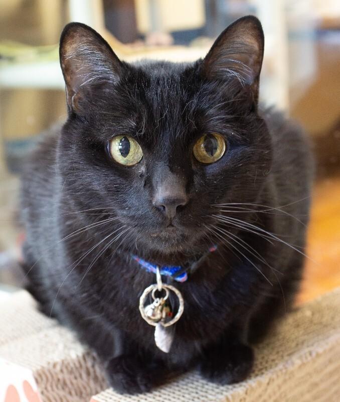 Enlarge Onyx, a Adoptable Domestic Short Hair in Arlington, WA image 4/5
